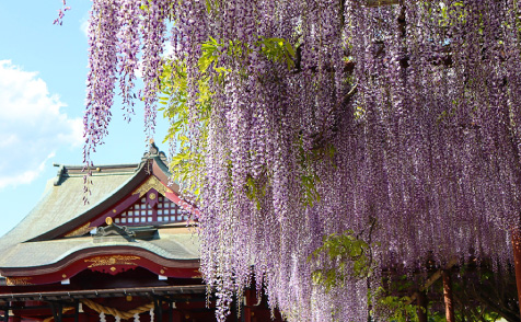 笠間稲荷神社 八重の藤・大藤