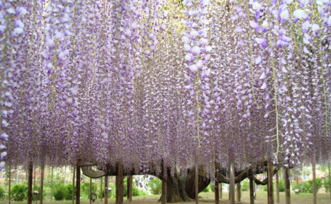 あしかがフラワーパーク