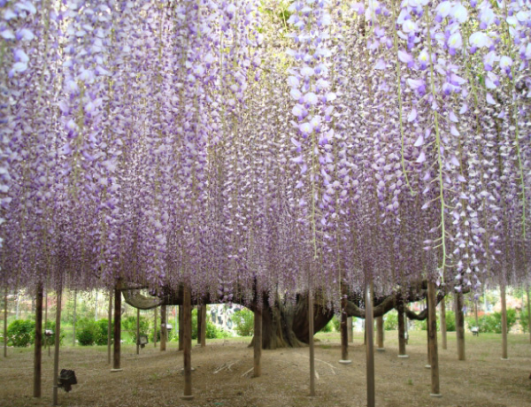 あしかがフラワーパーク