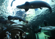 栃木県唯一の水族館